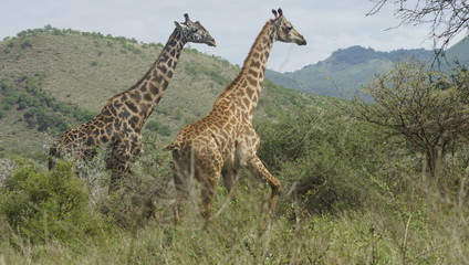 Two giraffes in the savannah in Kenya in Africa.