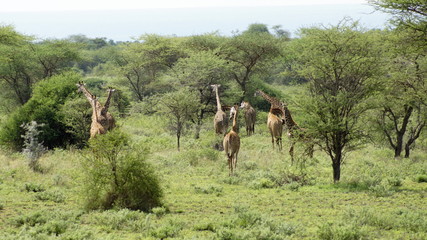 Naklejka na ściany i meble Group of giraffes in the savanna in Kenya in Africa.