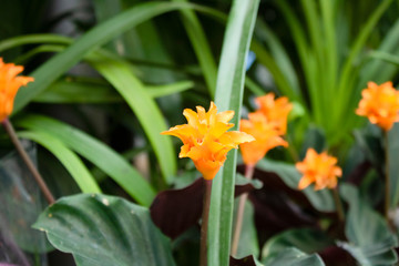 Close-up photo of the plant, whose Latin name is Calathea Crocata.
