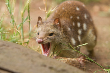 Tiger Quoll Showing Some Aggression