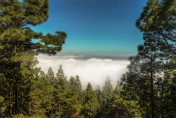 At 2500 meter high in Tenerife a place among pine trees above the clouds. Space for your text.