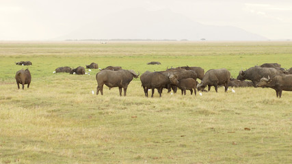 Naklejka na ściany i meble Herd of an African cape buffaloes in savanna in Kenya, animal wildlife in Africa.