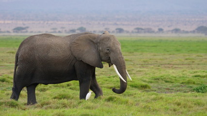 Naklejka na ściany i meble A big elephant walks with a small white bird on the African savannah in a reserve in Kenya.