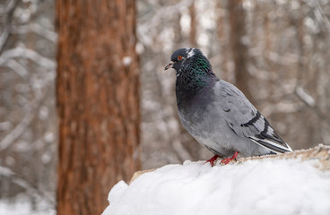 Pigeon on a snow-covered birdhouse in a winter forest.
