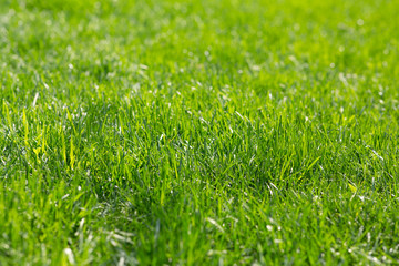Natural bright green grass. Lawn backyard texture background