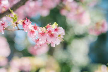 Fototapeta premium 桜