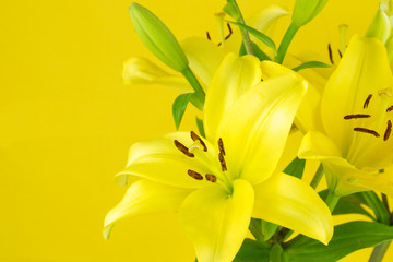 Yellow daylilies isolated on a bright yellow background