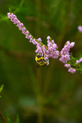 bumblebee on a flower