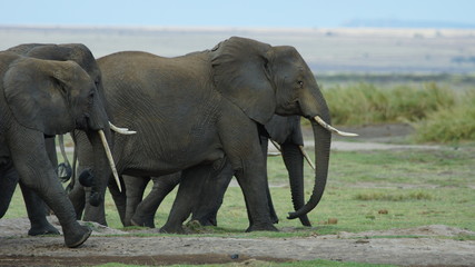 Group of elephants in national park in Kenya in Africa.      