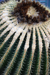 Echinocactus grusonii (golden barrel cactus, golden ball, mother-in-law's cushion)