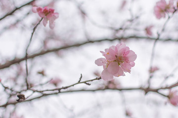 Obraz premium Blossom