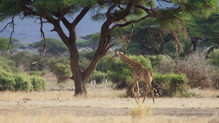 Giraffe in the African savanna, animal wildlife in Kenya, East Africa.