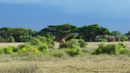 Fototapeta na wymiar Giraffe in the African savanna, animal wildlife in Kenya, East Africa.