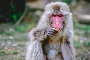Snow Monkey eating peanuts, Iwatayama, Arashiyama, Kyoto