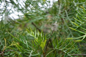 Feather Caught in the Wind
