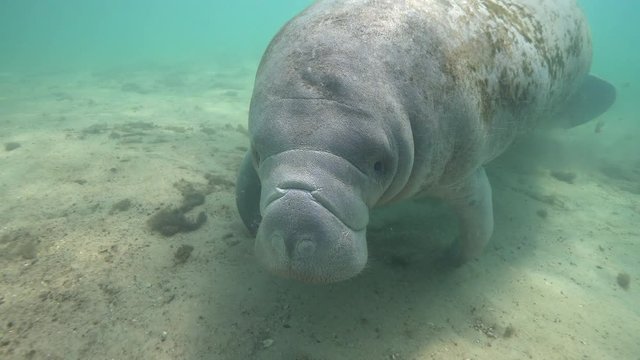 A curious and friendly Manatee (trichechus manatus) approaches the camera and initiates contact with the diver behind it. Citrus County is the only county in Florida where such interaction is legal.