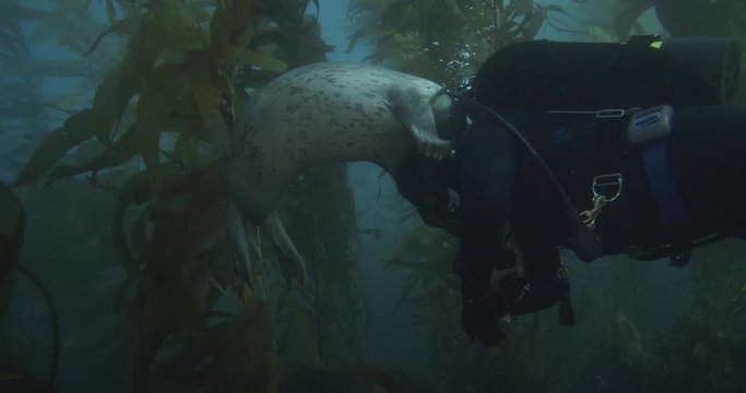 Harbor seal greets scuba diver in kelp forest.