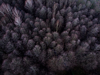 Aerial view of dark, winter forest wood