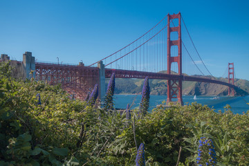 Golden Gate Bridge in summer with plants in foreground, San Francisco, California, USA
