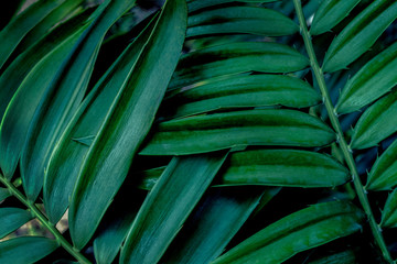 Fototapeta na wymiar tropical leaves, dark green foliage in jungle, nature background
