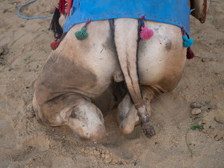 Back side of Camel