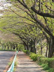 Fototapeta premium 鶴川 公園