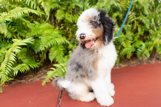 Sheepadoodle puppy on a leash