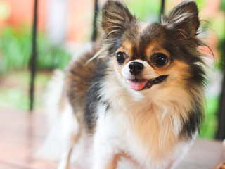 Close up image of cute Long hair  with black white and brown color standing  on the wooden garden bench  smiling happily with her tongue out , green garden background