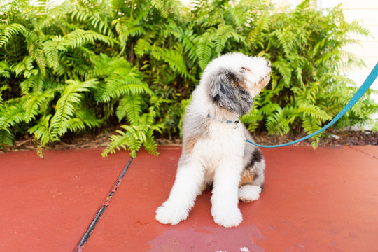 Sheepadoodle puppy on a leash
