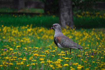 ave gris caminando sobre campo de flores amarillas con árbol en fondo desenfocado
