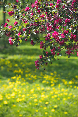 Vibrant pink tree blossom and dandelion lawn