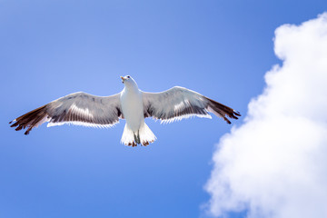 Gaivota