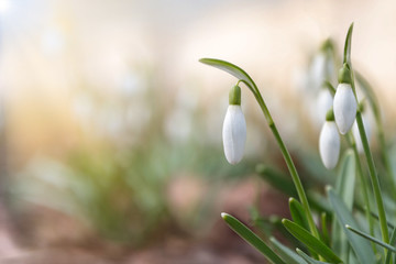 Changing seasons in nature, springtime. Blooming delicate Snowdrop - Galanthus nivalis in sunny day, soft focus, free space. 