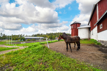 Fototapeta na wymiar Two thoroughbred horses stand together in a corral at a large horse ranch farm with barn and silo in the rural countryside of Finland.