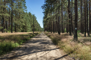 Dirt road in pine tree woods near Swierczyna village in West Pomeranian Voivodeship of Poland