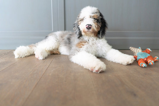 Sheepadoodle puppy lying on kitchen floor with a puppy toy