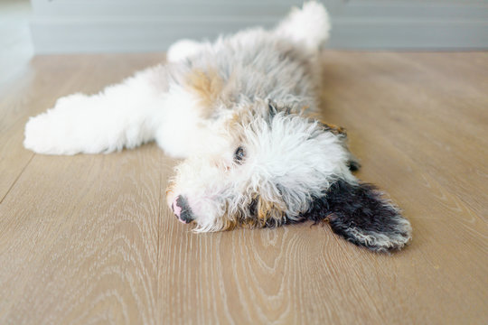 Tired sheepadoodle puppy sleeping on kitchen floor