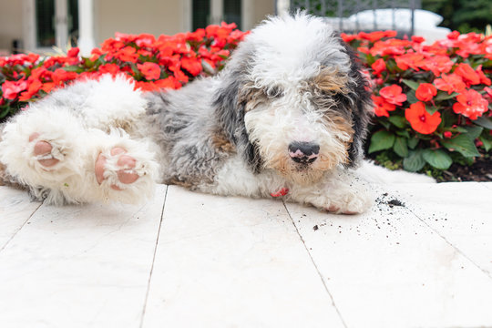 Dirty sheepadoodle puppy playing in flowers