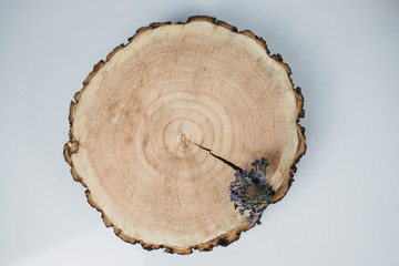 Tree log and plants composition on a light background. Mockup scene with a tree log and flowers. Rustic concept. Wooden texture. Isolated background. white background. Top view.