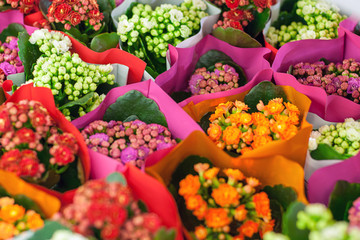Multicolored Kalanchoe flowers in the market
