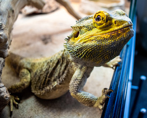 Bearded Dragon looking out of his terrarium, yellow and green coloured beardy lizard, adult male smiling bearded dragon also known as pogona