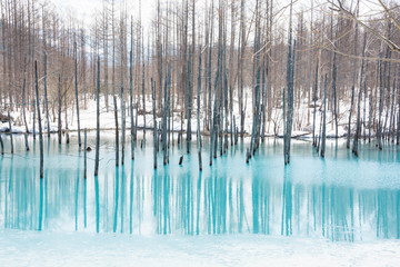 氷が溶け始めた冬の湖　美瑛町青い池