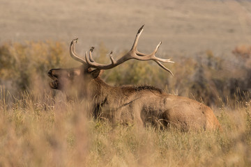 Bugling Bull Elk