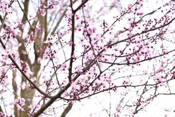 cherry blossom in spring