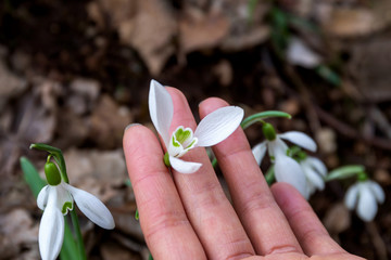 Flowered snowdrop, green stem and white flower.