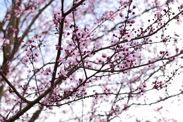 cherry blossom