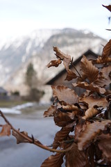 Autumn, soon to be fallen leafes
