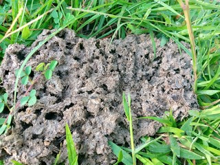 young plants in the garden