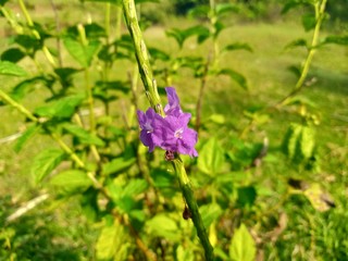 blue flower in the garden