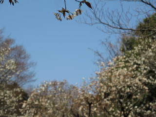 かしの木山自然公園